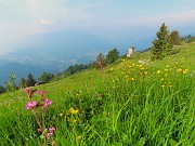 Al Rifugio Capanna 2000 da Alpe Arera ad anello-1GIUGNO25: splendide fioriture !- FOTOGALLERY